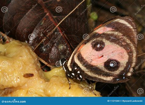 Image result for Butterfly Eating Graph