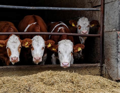 Vorsicht im Rinderstall: 85-jähriger Landwirt nach Angriff durch Rind ...