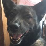 Happy doggo Meme Generator - Imgflip