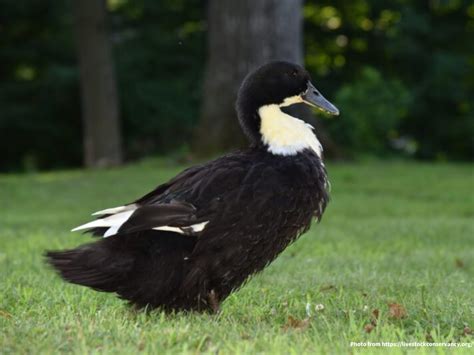 7 Best Duck Breeds for Egg Laying