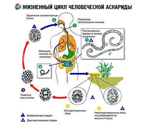 Личинка аскариды где развивается в организме человека