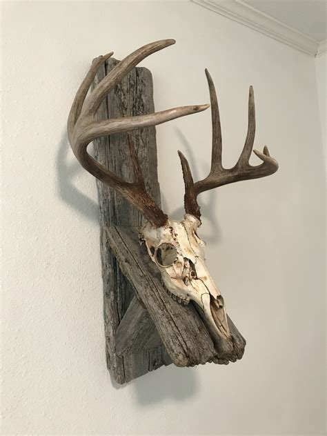 Cool Deer Skull Mounts