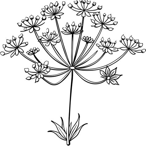 Queen Anne Lace flower outline illustration coloring book page design, Queen Anne Lace flower ...