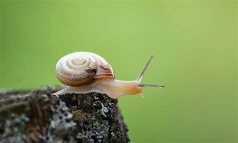 Free Images : nature, green, insect, fauna, shell, invertebrate, close ...