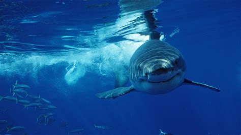 Cape Cod’s Great White Shark Population Growth | US Harbors