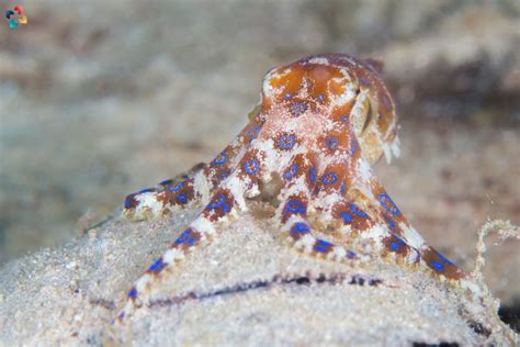 Image result for Blue-Ringed Octopus Appearance