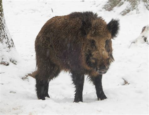 ASP: Tschechien erhöht Abschussprämie auf 315 Euro | agrarheute.com