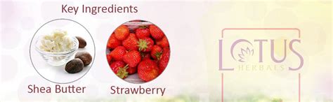 Lotus Herbals Sheamoist Real Strawberry 24 Hour Moisturiser Shea Butter ...