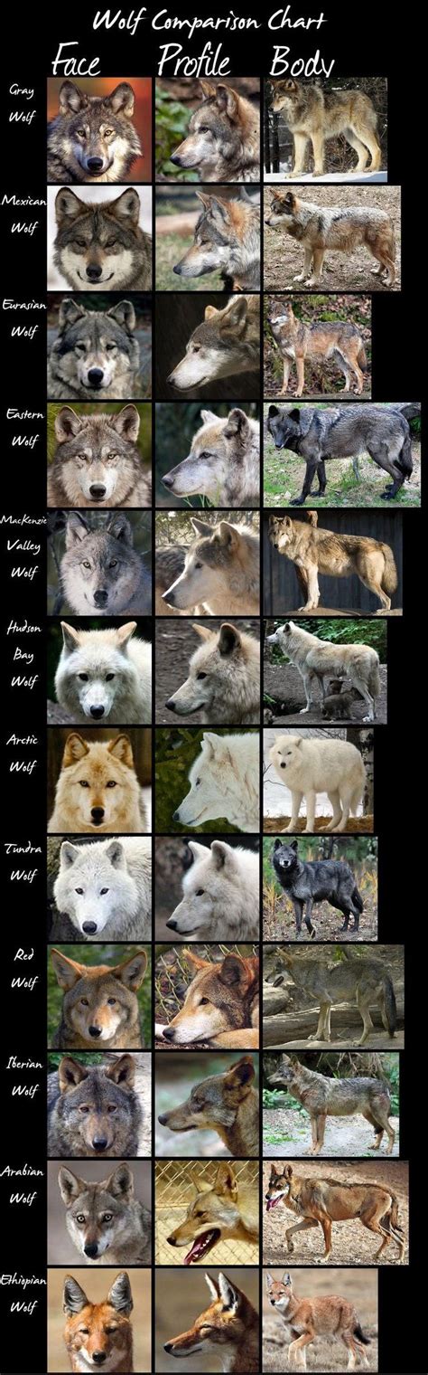 Different Types of Wolves 的图像结果