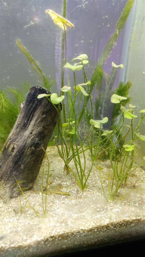 Image result for Native Fish Tank