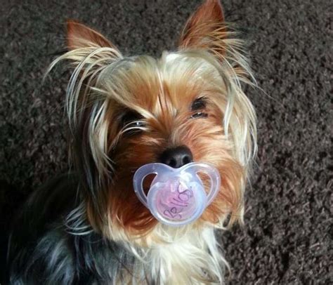 19 Dogs Who Aren't Ready To Give Up Their Pacifiers - The Dodo