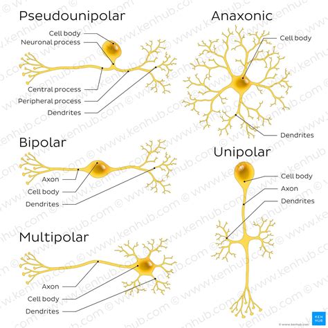 Types of neurons | Kenhub