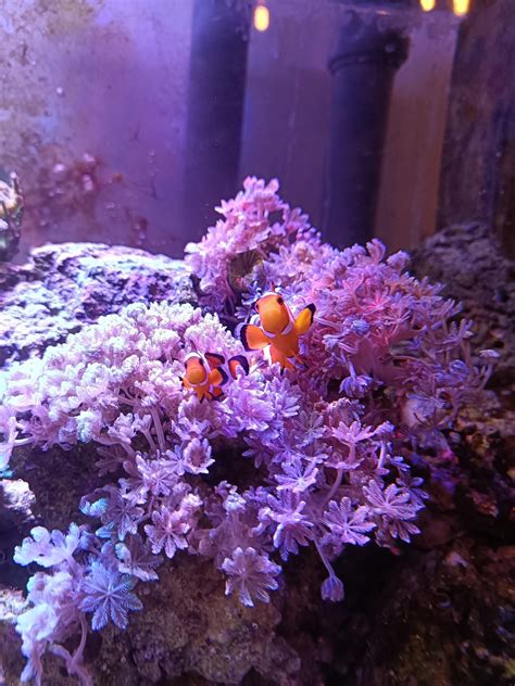 Corals Dying 的图像结果