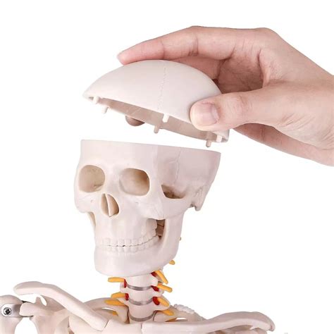 Articulated Skeleton Model 85cm Tall with Stand (Premium Quality ...