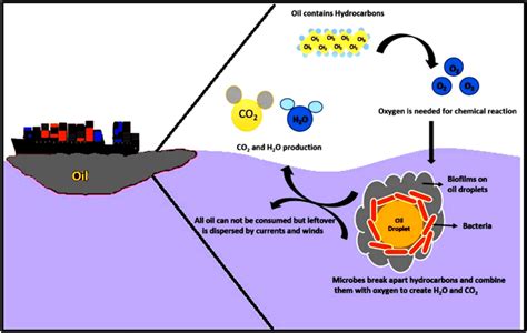 https://www.researchgate.net/publication/343612034/figure/fig4/AS:960029414924291@1605900257277/A-quick-overview-of-microbial-bioremediation-of-oil-spills-in-seawater.png