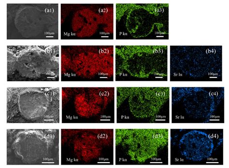 Rapid Fabrication of MgNH4PO4·H2O/SrHPO4 Porous Composite Scaffolds ...