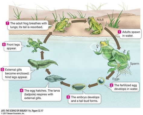 Frog Reproduction Cycle Edible Frog Life Cycle Snack Teach Beside Me
