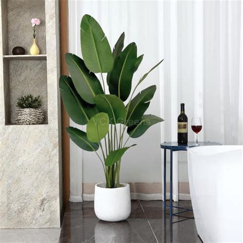 Traveller's Banana Leaf Plants – VCK Greens