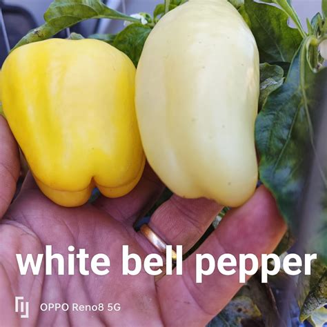White Bell Pepper | Bay Chillis