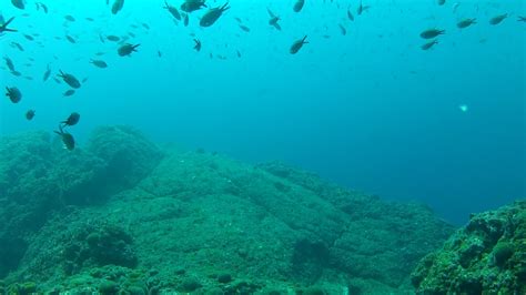 Sound of Fish Underwater 的图像结果