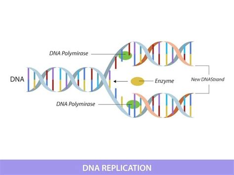 Image result for DNA Replication Explained
