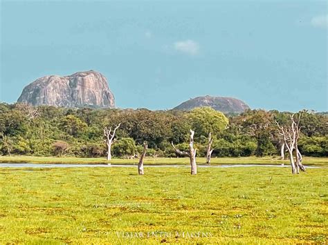 PARQUE NACIONAL YALA - Ver leopardos no Sri Lanka