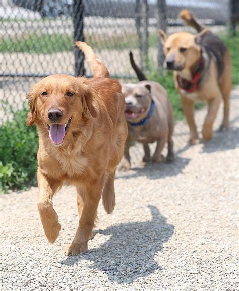 Kokomo Humane Society hosts fundraiser Thursday | News | kokomotribune.com