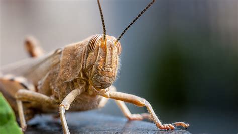 Indiana Locust 的图像结果