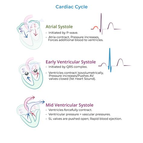 Cardiac Cycle Explained 的图像结果