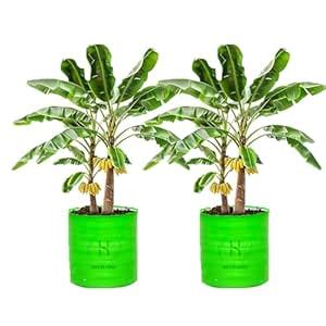 heliland Grow Bag 24x24 (Pack 2) Green Bag for Plants Big Size Trees ...