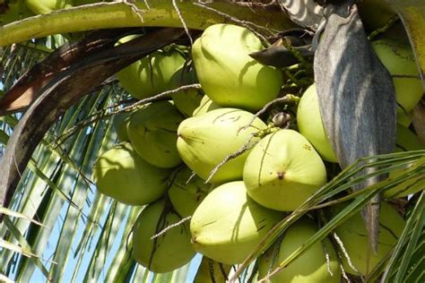 椰子有哪些常见品种 - 运富春