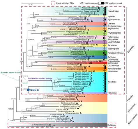 Selected Lark Mitochondrial Genomes Provide Insights into the Evolution ...