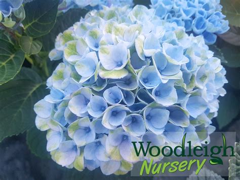 Image result for Lollipop Hydrangea Tree