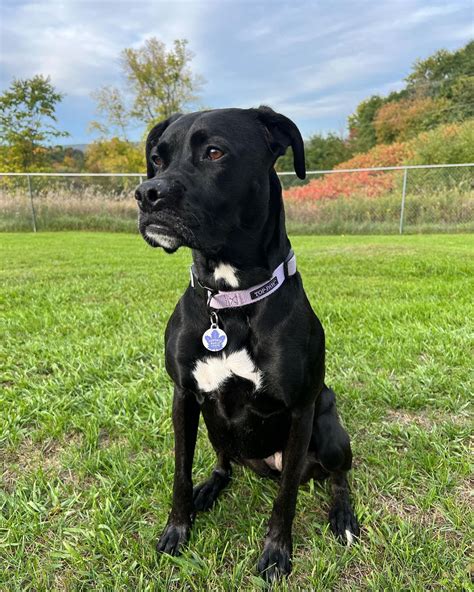 Boxer and Lab Mix 的图像结果