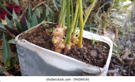 Image result for Ginger Root Washing