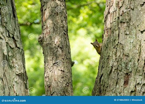 A Squirrel on a Tree Peaking Its Head Out Stock Image - Image of ...