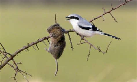 Image result for Sharp Object with a String