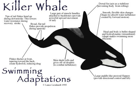 Image result for Dolphin Partner Optimization Algorithm