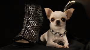 Smallest dog: Meet Pearl, the world's shortest pup measuring just 3 inches