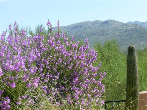 Sage bushes with Purple Flowers bring life to the desert! – Tjs Garden