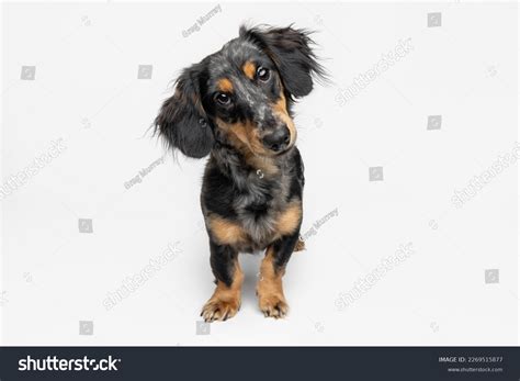 Long Haired Dachshund Black And Tan Puppy