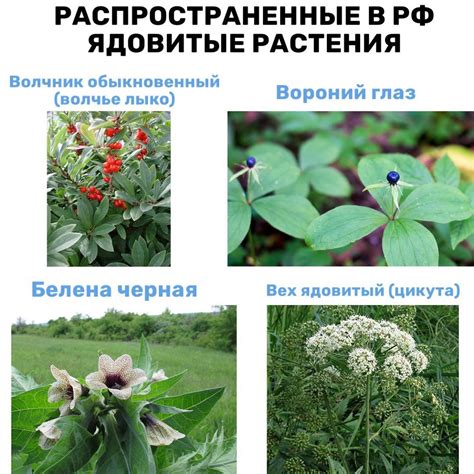 Картинки ядовитых растений (55 фото) - 55 фото