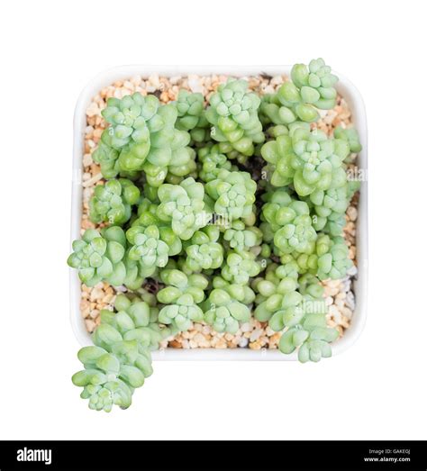 Miniature succulent plants Stock Photo - Alamy