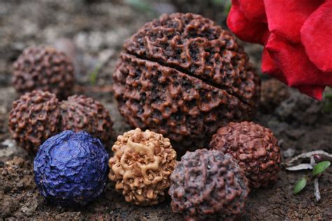 The Sacred Power of Rudraksh Mala – Sadhana Shop