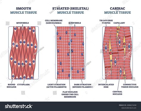 Image result for Skeletal Muscle Tissue Types