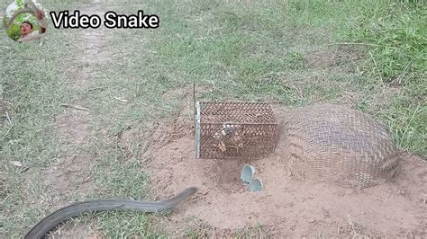 How to Make a Snake Trap Easy 的图像结果