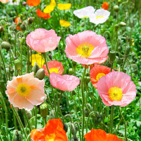Poppy Flower Seed - Iceland - Champagne Bubbles Mix - 500 Seeds ...