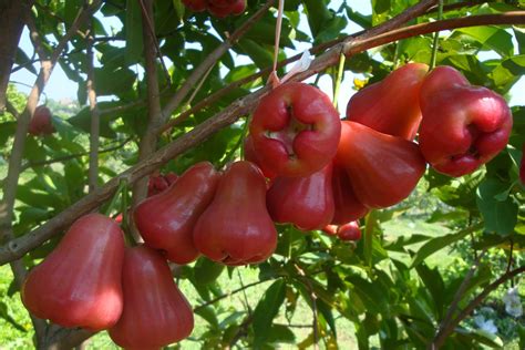 jambu air kalori
