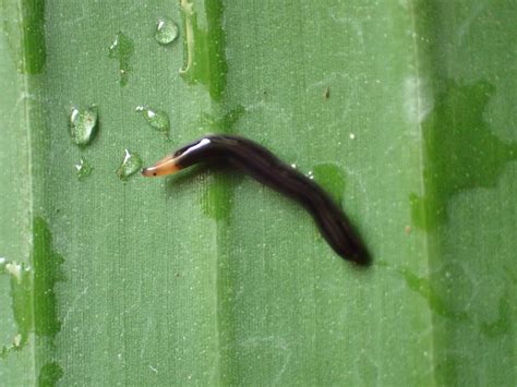 The flatworm menace
