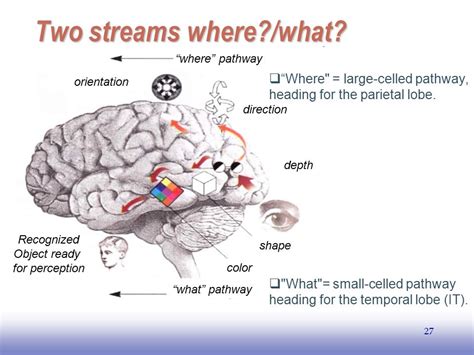 7. PRIMARY VISUAL CORTEX - KRIGOLSON TEACHING